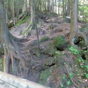 Trees